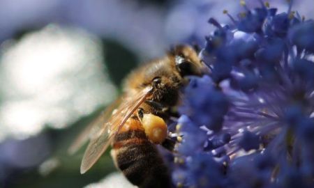 Conférence : Merveilleuse nature, fleurs et insectes, secret d'une harmonie parfaite