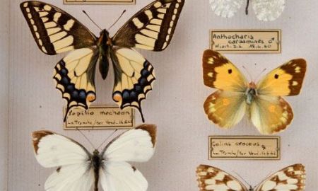 Dans les coulisses du musée, insectes à la loupe