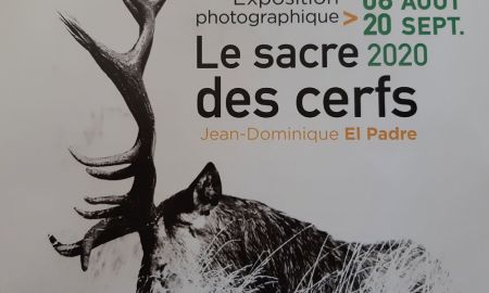 Exposition photos Le sacre des cerf - Jean-Dominique El Padre