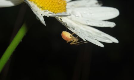 Au fil des araignées