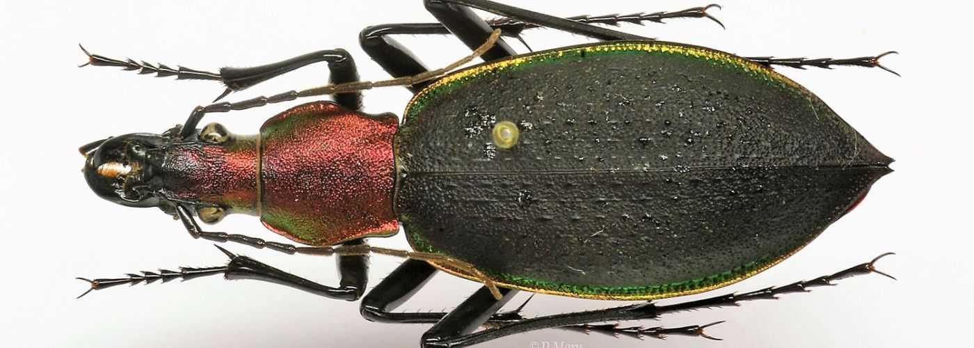 Muséum d'Histoire Naturelle  (Image 2)>