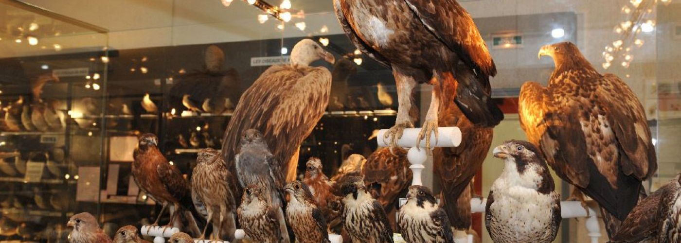 Musée Ornithologique Charles-Payraudeau  (Image 1)>