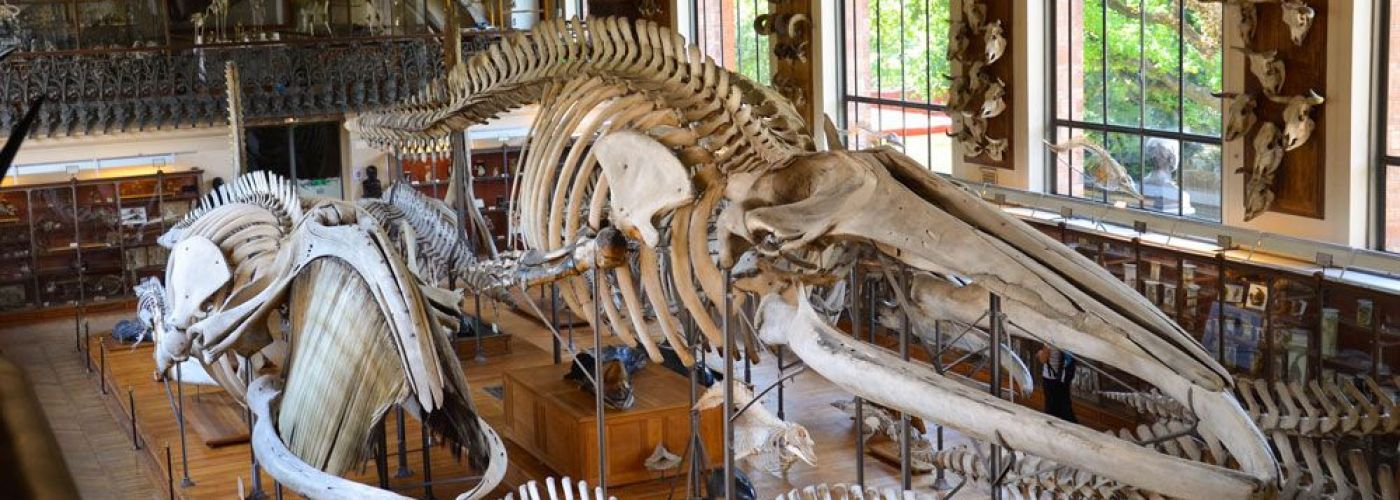 Muséum National d'Histoire Naturelle - Galeries d'Anatomie Comparée et de Paléontologie  (Image 1)>
