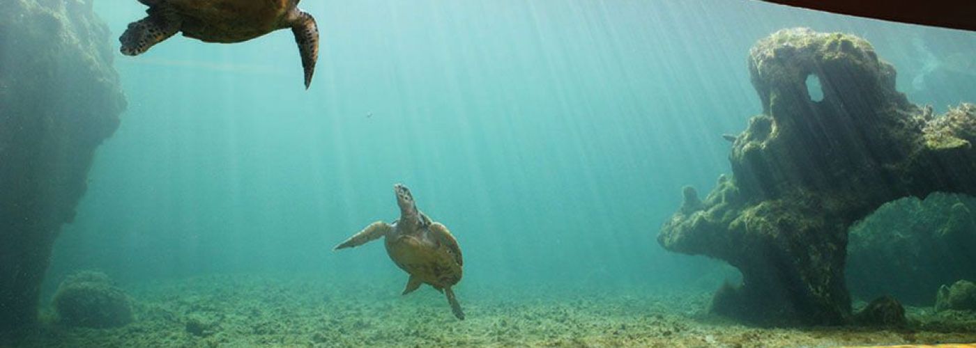 Kélonia, Observatoire des Tortues Marines  (Image 1)>