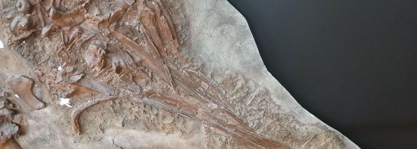 FOSSILEA L'odyssée géologique du Beaujolais  (Image 8)>