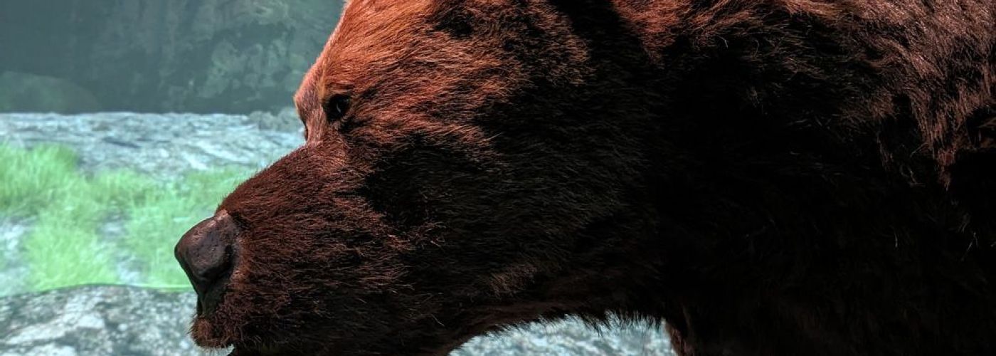 Musée de l'Ours des Cavernes  (Image 4)>