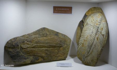 La Maison du Cambrien - Musée de Paléontologie Francis Fernandez, Berlou