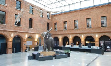 Muséum de Toulouse, Toulouse
