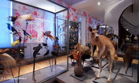 Muséum d'Histoire Naturelle, La Rochelle