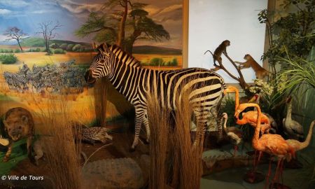 Muséum d'Histoire Naturelle, Tours