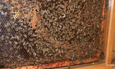 Musée Vivant de l'Apiculture Gâtinaise, Château-Renard