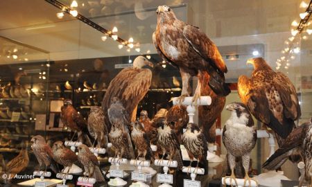 Musée Ornithologique Charles-Payraudeau, La Chaize-le-Vicomte