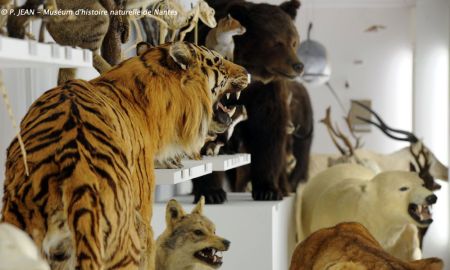 Muséum d'Histoire Naturelle, Nantes