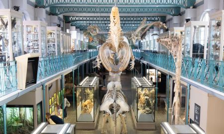 Musée d'Histoire Naturelle, Lille