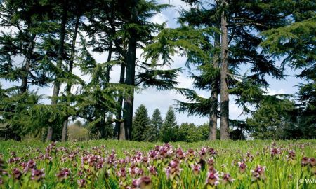 Arboretum de Chèvreloup, Rocquencourt