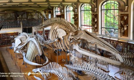 Muséum National d'Histoire Naturelle - Galeries d'Anatomie Comparée et de Paléontologie, Paris