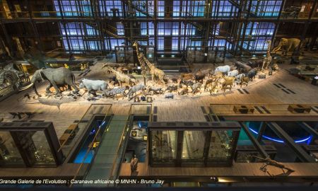 Muséum National d'Histoire Naturelle - Grande Galerie de l'Évolution, Paris